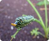 アゲハ幼虫